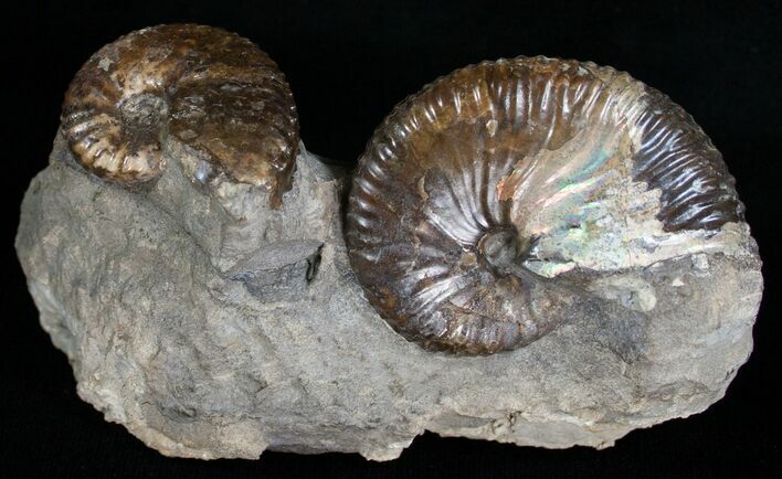 Hoploscaphities Comprimus Ammonite Double #6130